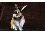 Adopt CLARA a Bunny Rabbit