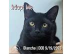Adopt Blanche a Domestic Short Hair, American Shorthair