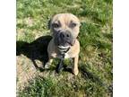 Adopt Mishka a Boxer, Pit Bull Terrier