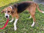 Adopt Millie a Treeing Walker Coonhound