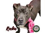 Adopt 23-12-4009 Rockie a Pit Bull Terrier