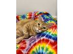 Adopt Celeste a Domestic Short Hair