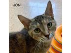 Adopt Joni a Domestic Medium Hair