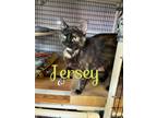 Adopt Jersey a Tortoiseshell