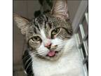 Adopt Petra M a Domestic Short Hair