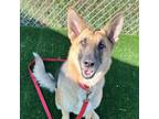 Adopt Marilyn a German Shepherd Dog