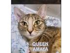 Adopt Queen Amaya a Domestic Short Hair