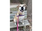 Adopt Abbey Willow a Labrador Retriever, Shar-Pei