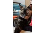 Adopt Michelle a Tortoiseshell