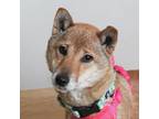 Adopt Applejack D14982 a Shiba Inu