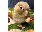 Adopt Scooter a Conure