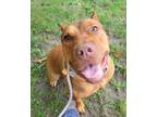 Adopt Ladybug a Pit Bull Terrier