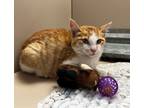 Adopt 55007094 a Domestic Short Hair