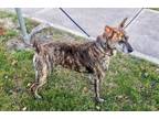 Adopt Princess a Catahoula Leopard Dog, Mountain Cur