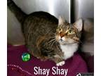 Adopt Shay Shay a Domestic Short Hair