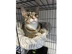 Adopt Portia a Domestic Short Hair