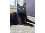 Adopt Amira a Domestic Short Hair