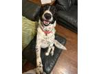 Adopt Roxy aka Pepper a Pointer, Mixed Breed