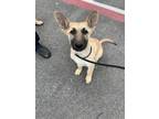 Adopt 55000321 a German Shepherd Dog, Mixed Breed