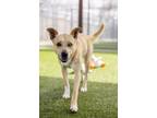 Adopt CeeCee a Catahoula Leopard Dog, Mixed Breed
