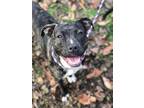 Adopt Candy a Pit Bull Terrier