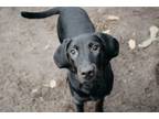 Adopt Bonnie a Hound, Black Labrador Retriever