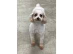 Adopt Latte a Miniature Poodle