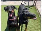 Adopt Stormy 3104 (blue) a Doberman Pinscher