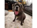 Adopt Patsy a Cane Corso, Neapolitan Mastiff