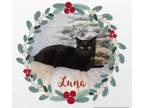Adopt Luna a Burmese