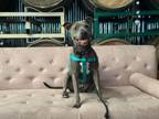 Adopt Dinah a Pit Bull Terrier