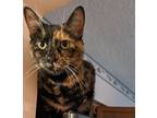 Adopt Luna the Tortie a Domestic Short Hair