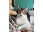 Adopt Fran a Domestic Short Hair