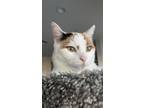 Adopt Delilah INDOOR ONLY a Domestic Short Hair