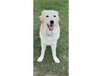 Adopt Thunder a Great Pyrenees