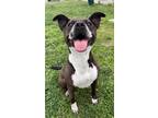 Adopt VALKYRIE a Staffordshire Bull Terrier