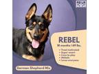 Adopt Rebel a German Shepherd Dog, Alaskan Malamute