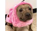 Adopt Meadow a Pit Bull Terrier