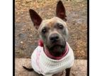 Adopt Meadow a Pit Bull Terrier
