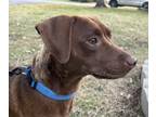 Adopt Ginger a Patterdale Terrier / Fell Terrier, Pointer