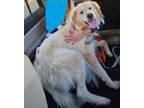 Adopt Collins a Great Pyrenees