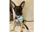 Adopt JOURNEY a German Shepherd Dog