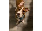 Adopt Amber a Boxer, Boston Terrier