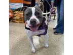Adopt Dolly a Pit Bull Terrier