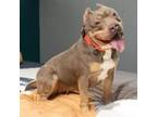 Adopt Sheba a Pit Bull Terrier