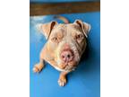 Adopt Queenie (Queen B) a American Staffordshire Terrier, Mixed Breed