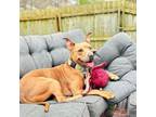Adopt Gingerbread a Pit Bull Terrier