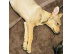 Adopt Lulu a Terrier, Yellow Labrador Retriever