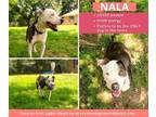Adopt Nala a Staffordshire Bull Terrier