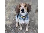 Adopt Merry a Bluetick Coonhound, Treeing Walker Coonhound